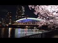 夜桜幻想『日本の桜は美しい』4k（桜ノ宮の夜桜）