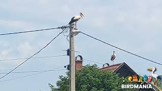 Surprise nest attack / Meglepő fészek támadás ( @BirdMania-Madarpark )