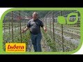 The breeding of tomatoes at Lubera