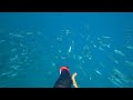 素潜りでブリの大群に遭遇！必死にモリを放つ！【魚突き@アクアヤス】