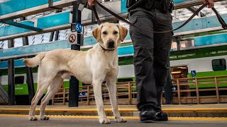 Security dogs join GO Transit safety teams