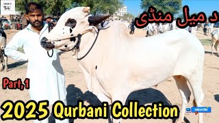 Domail mandi update|27.12.2024.Domail mandi qurbani 2025collection.safdartv