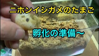 ニホンイシガメのたまごを孵化容器に移動⁈