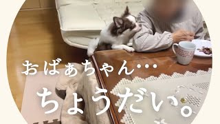 おばあちゃんにおねだり上手な愛犬 〜サツマイモ🍠取れるかな？　（田舎暮らし/家族/Vlog）