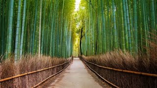 Ngeri, pemandangan yang sangat indah ada di arashiyama kyoto