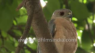 Shikra the red-eyed urban raptor of India