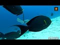 diving maldives 17 november 2021 world class diving manta point and fish tank