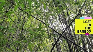 Lost in the bamboo: an interesting and much loved grass that grows super fast!