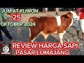 REVIEW HARGA SAPI JANTAN PASCA KONTES KEDIRI RAYA TULUNGAGUNG PASAR SAPI LUMAJANG 25 OKTOBER 2024