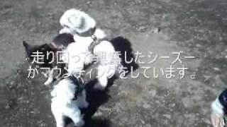 犬のしつけ：ドッグランの使い方