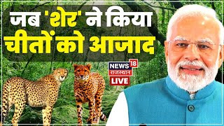 PM Modi Live: Kuno पार्क में पीएम मोदी ने छोड़े चीते I PM Birthday I Kuno wildlife I Hindi News