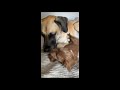 Puppy and Dog Licking Each Other as They Snuggle