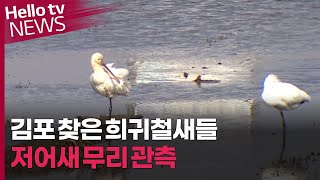 김포 찾은 희귀 철새…저어새 무리 관측