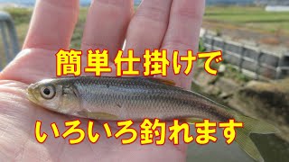 簡単仕掛けで、いろいろ釣れます【淡水小物釣り】