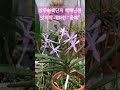 상무화훼단지 백제난원 풍매 난테크 난블로거 orchids 풍란 orchid 난초키우기 양란