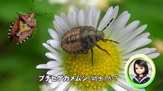 30秒の心象風景22722・ヒメジョオンに～ブチヒゲカメムシの幼虫～