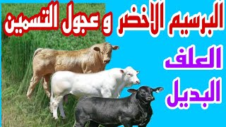 البرسيم لعجول التسمين..تخلص من غلاء الاعلاف..تحويل عالي ورخيص..دكتور/السيدالطوخي