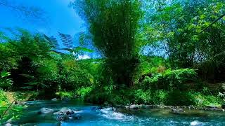 Birds Song, Relaxing River Sounds, Mountain Stream, ASMR Water Sound, Relax, Sleep, Meditation