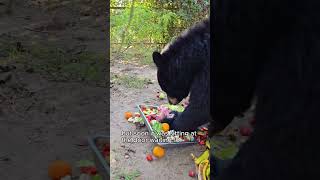 The black bear who steals food from humans friends #shorts #animals #bear #friendship #cute