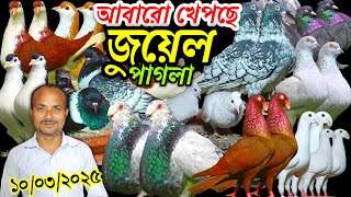 আবারো খেখছে জুয়েল পাগলা এভারেজ ৫০০ টাকা পিস কবুতর কিনুন টপ কোয়ালিটি ফেন্সি কবুতর বিক্রি হবে