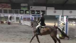 Questfinder, 8y old gelding by Quintender X Landstreicher in Salzkotten