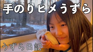 【手にのるヒメうずらが可愛すぎる！】お姉ちゃんメロメロ