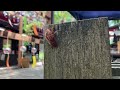 涼やかな音色　伊佐須美神社の風鈴（福島県会津美里町）