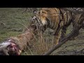 Ranthambhore's Tigers THE HUNTING DUO  The Hunters of the Lake Part II