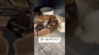 #ボールパイソン #爬虫類 #reptiles