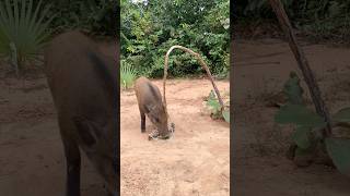 Creative boar Trap - Minute Experiment boar Trap Make From Bent wood #animals #shorts #wildanimals