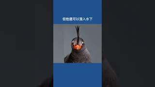 進來看不一樣的鳥！#冷知识 #有趣 #生命 #自然 #知識科普 #shorts #funnyshorts