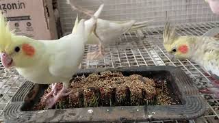 Cockatiel feeding