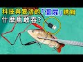 一根電動馬達塞進死魚體内，在海下瘋狂打擺，猛魚全都搶著上鉤