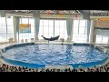 アクアワールド茨城県大洗水族館　イルカ・アシカ　オーシャンライブ　2022.08.07　10 00～