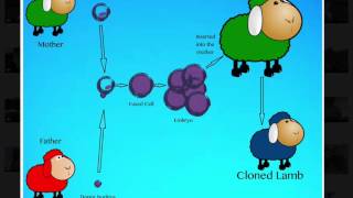 Biotechnology Assignment- Human Reproductive Cloning