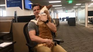 Office Worker Hugs Corgi While Spinning on Chair