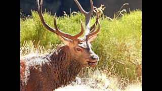 Pyrénées sauvages. Le brame du cerf - Octobre 2019