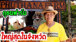 ภูธนฟาร์ม ฟาร์มวัวชาร์โรเลส์ที่ใหญ่ที่สุดในจังหวัด กับการเลี้ยงแบบลดต้นทุน