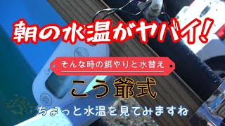 【メダカ】朝の水温がヤバイ！そんな時の餌やりと水替え！