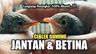 CARA MEMBEDAKAN CIGUN JANTAN & BETINA ANAKAN PALING AKURAT DI DUNIA‼️