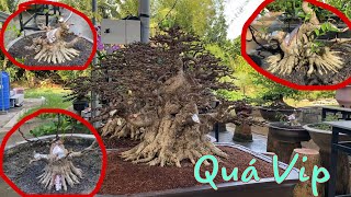 Quá VIP Với Những Tác Phẩm Bonsai Chiếu Thủy….!