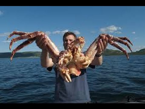 Fishing King Crab In Alaskan Big Crab PlanetFish - YouTube