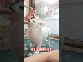 ☆チワワのトリミング　　ハサミでフワリと☆