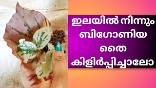 Begonia Leaf Propagation||ബിഗോണിയ ഒരു ഇലയിൽ നിന്നും തൈ ഉണ്ടാക്കാം||Begonia Plant Care In Malayalam