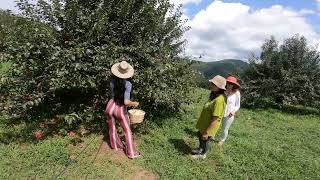 Blueberry picking / Apple picking / Vacation with my family