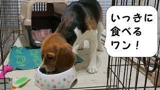 おしょくじ（成犬） 【おてんばビーグルふくちゃん】 その120