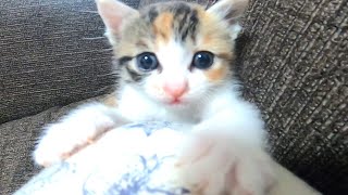 必死にしがみつく甘えん坊の子猫のミコちゃん。頑張ってお膝の上に登ってね。【赤ちゃん猫】【保護猫】