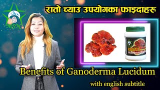 Health Benefits of Reishi Mushroom. How to use Ganoderma lucidum? with english subtitle.