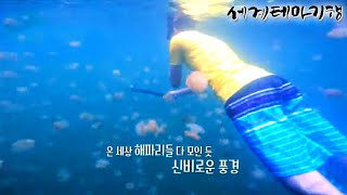 세계테마기행 - 포토제닉 아시아- 그랑블루의 유혹, 팔라우_#003