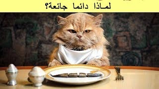 ما السبب وراء جوع القطط المستمر ؟